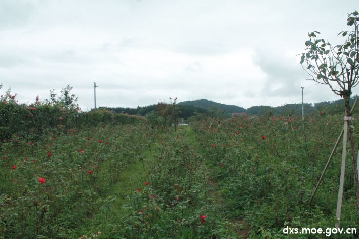 湖南农业大学：为玫瑰花产业把命脉，开处方