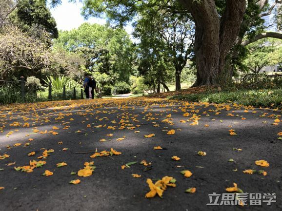 澳洲移民人数暴涨，留学生怎样才能顺利移民？