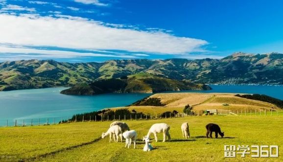 新西兰留学：读预科阶段申请条件有哪些呢？