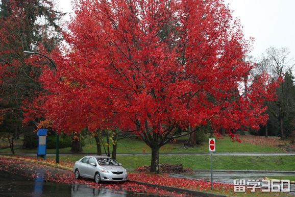 高考后打算留学加拿大，还来得及吗？