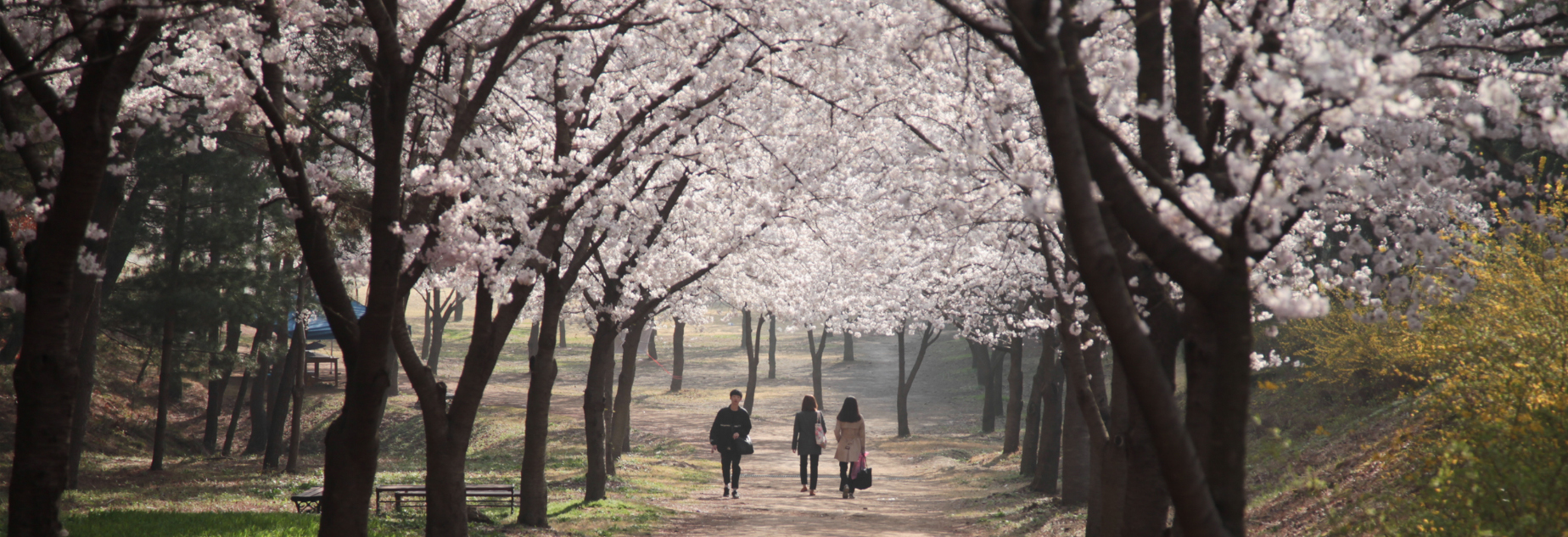 韩国留学，未来就业情况不要盲目乐观