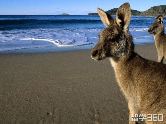 高考后去澳大利亚留学，你需要了解的四个问题！