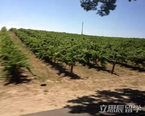 阿德莱德大学本科专业