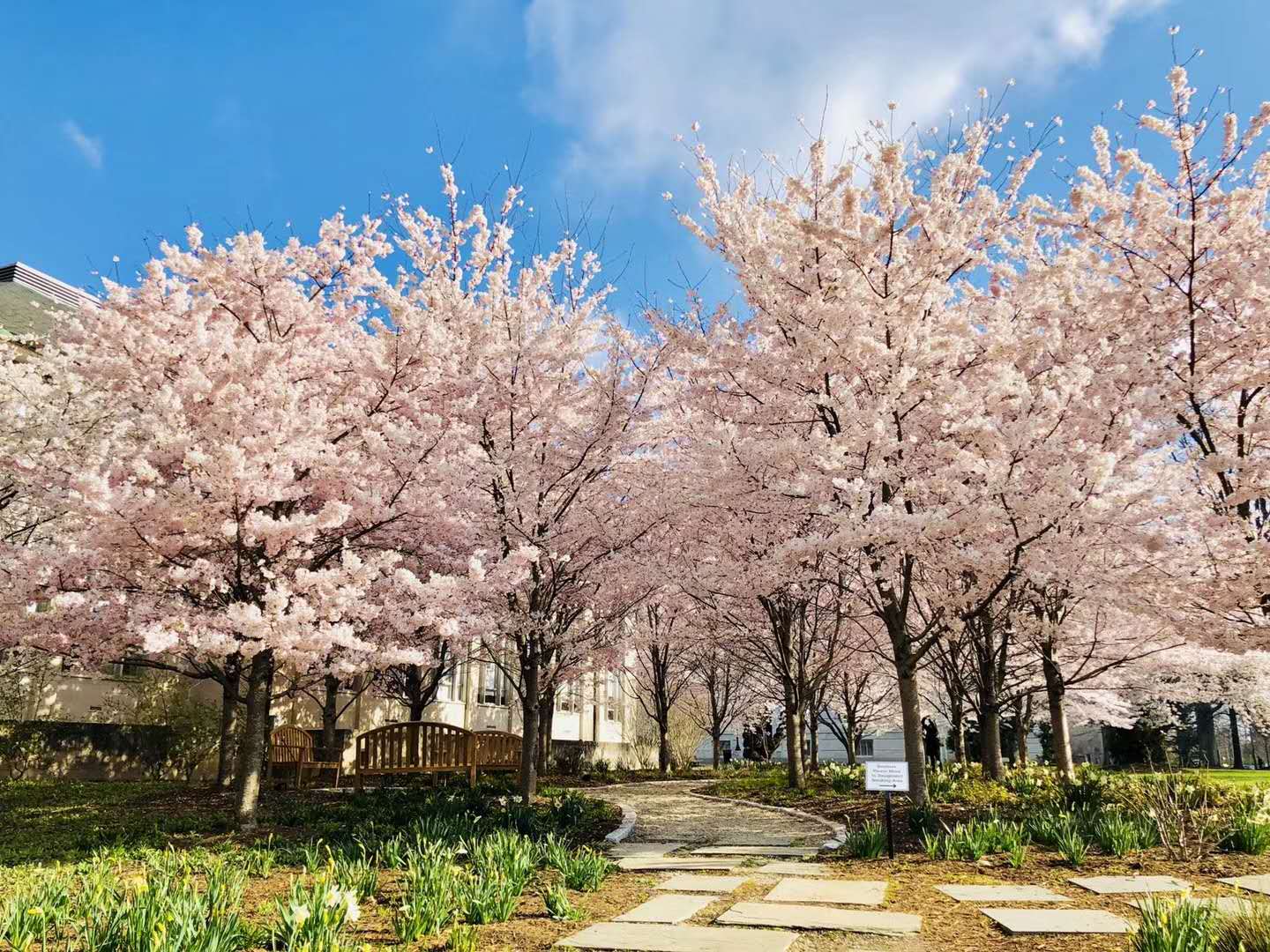 卡内基梅隆大学研究生排名