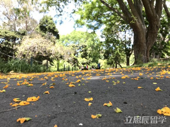 悉尼科技大学位置