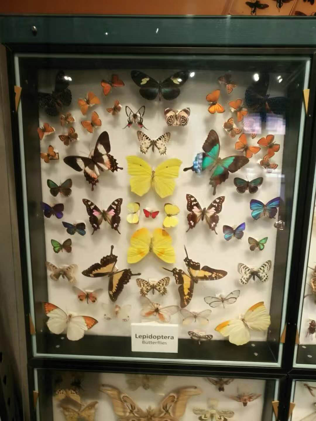 怎样申请哈佛大学