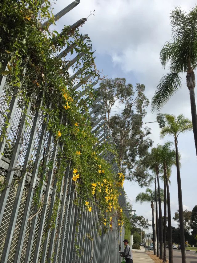 插画设计美国留学
