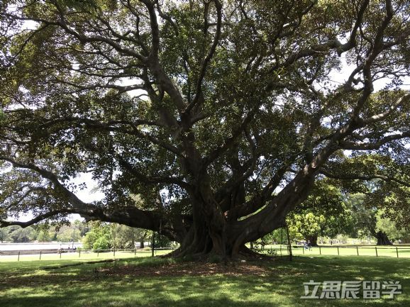迪肯大学预科
