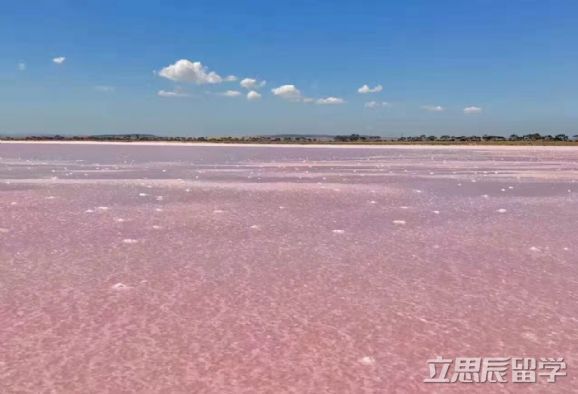 麦考瑞大学本科课程