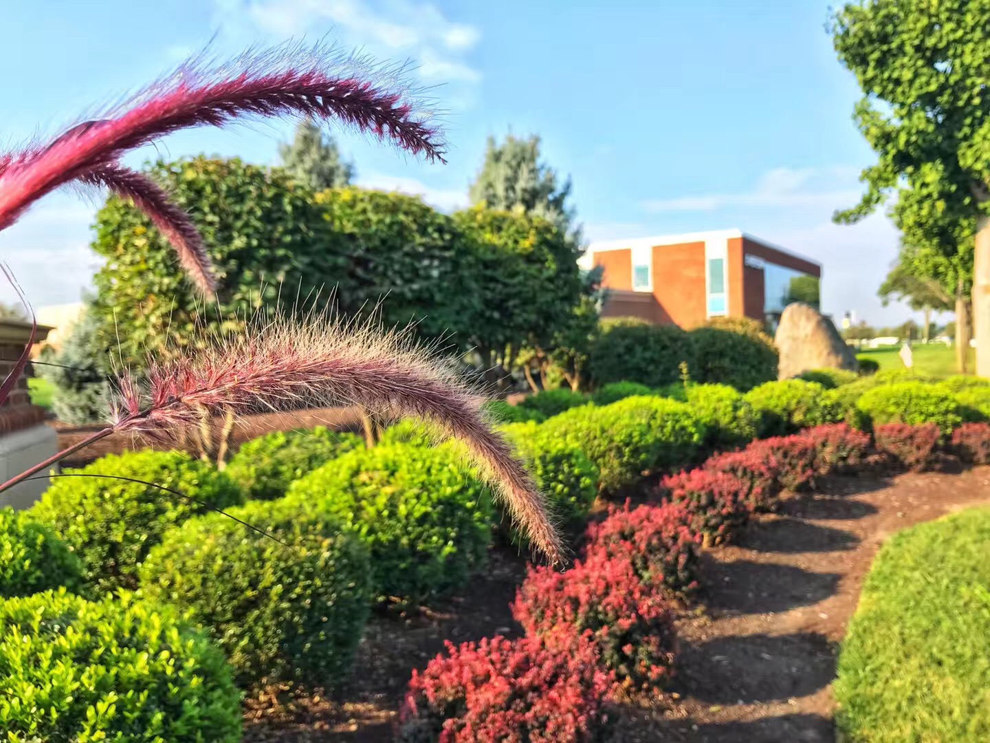 芝加哥大学法学