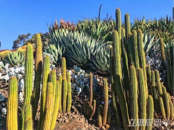新英格兰大学好毕业吗