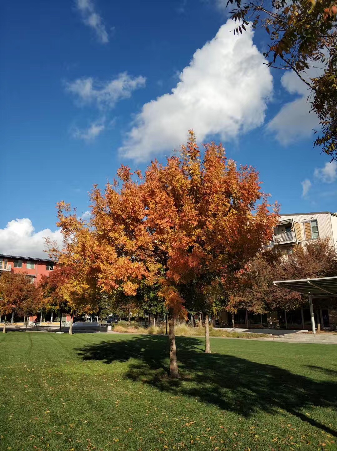 莱斯大学本科建筑