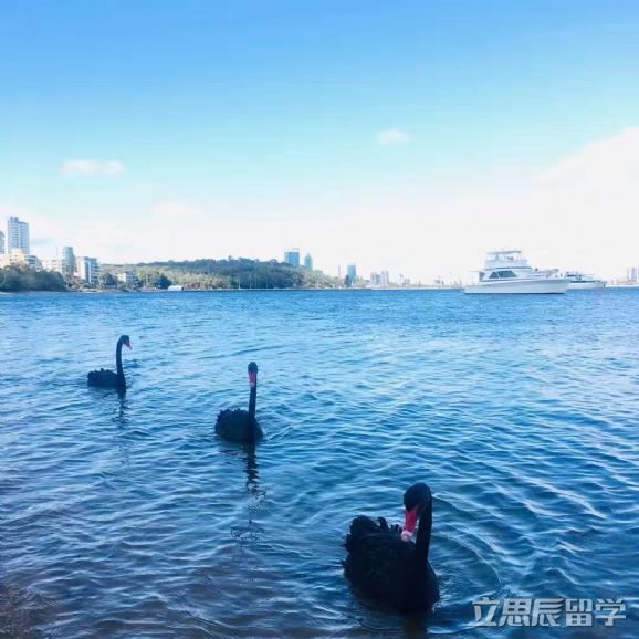 悉尼科技大学预科