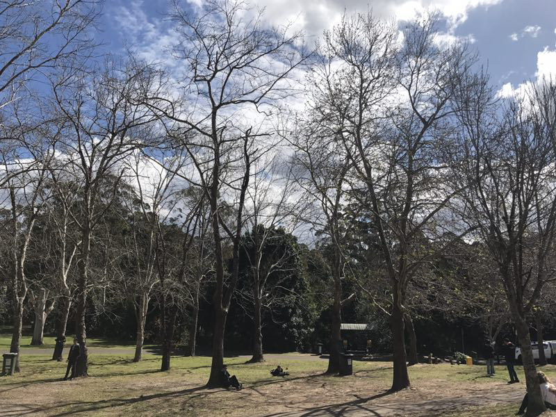 麦考瑞大学医院