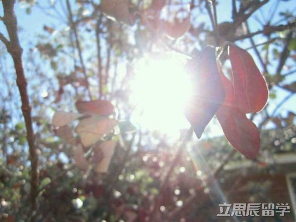 悉尼科技大学申请
