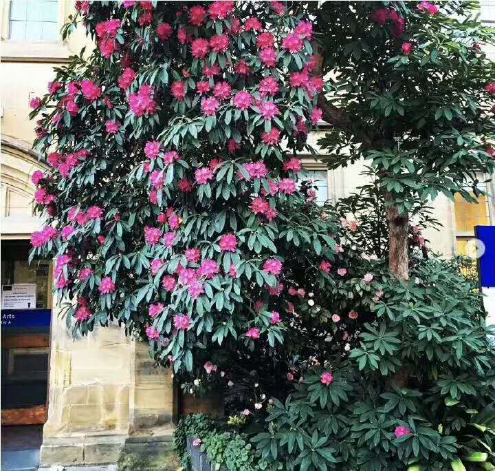 墨尔本大学艺术