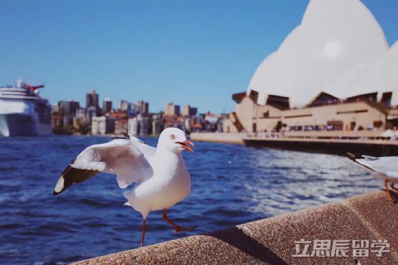 昆士兰大学职业会计