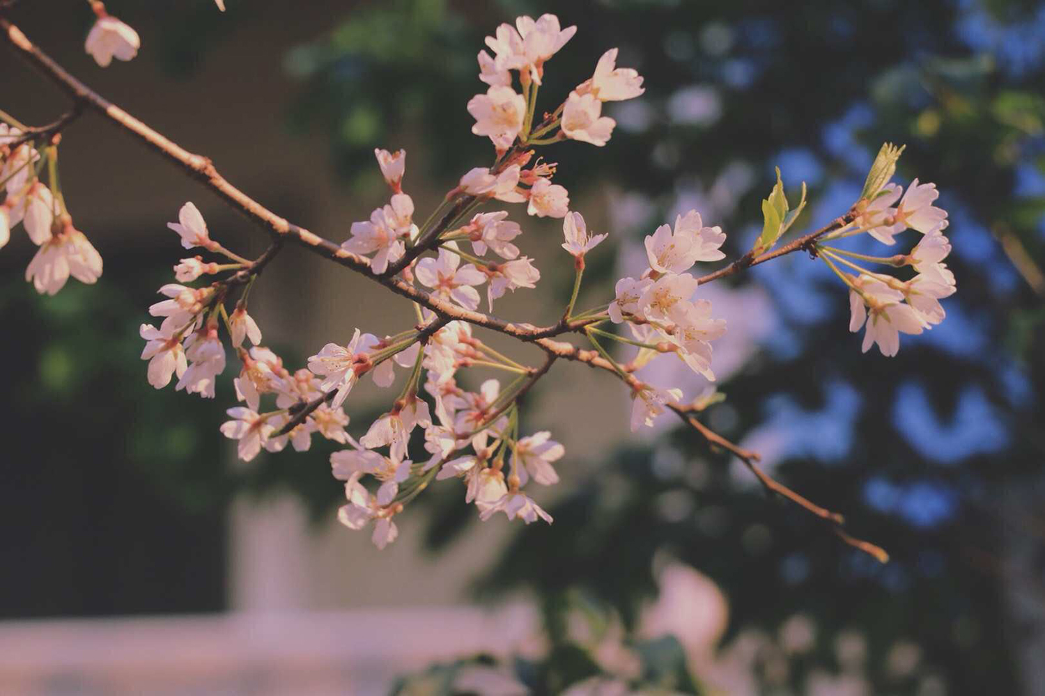 日本留学理由