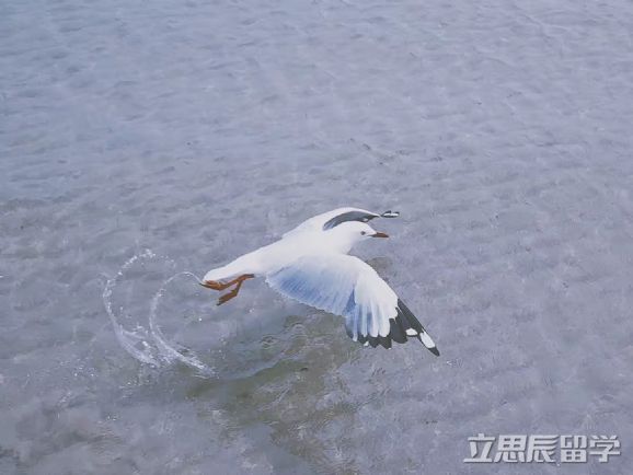 阿德莱德大学研究生