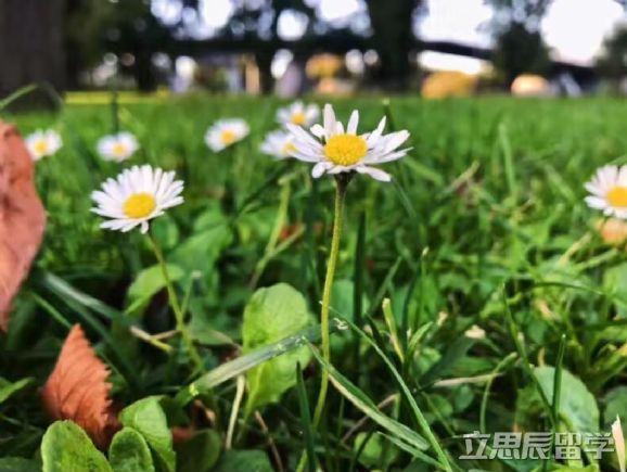昆士兰科技大学几星