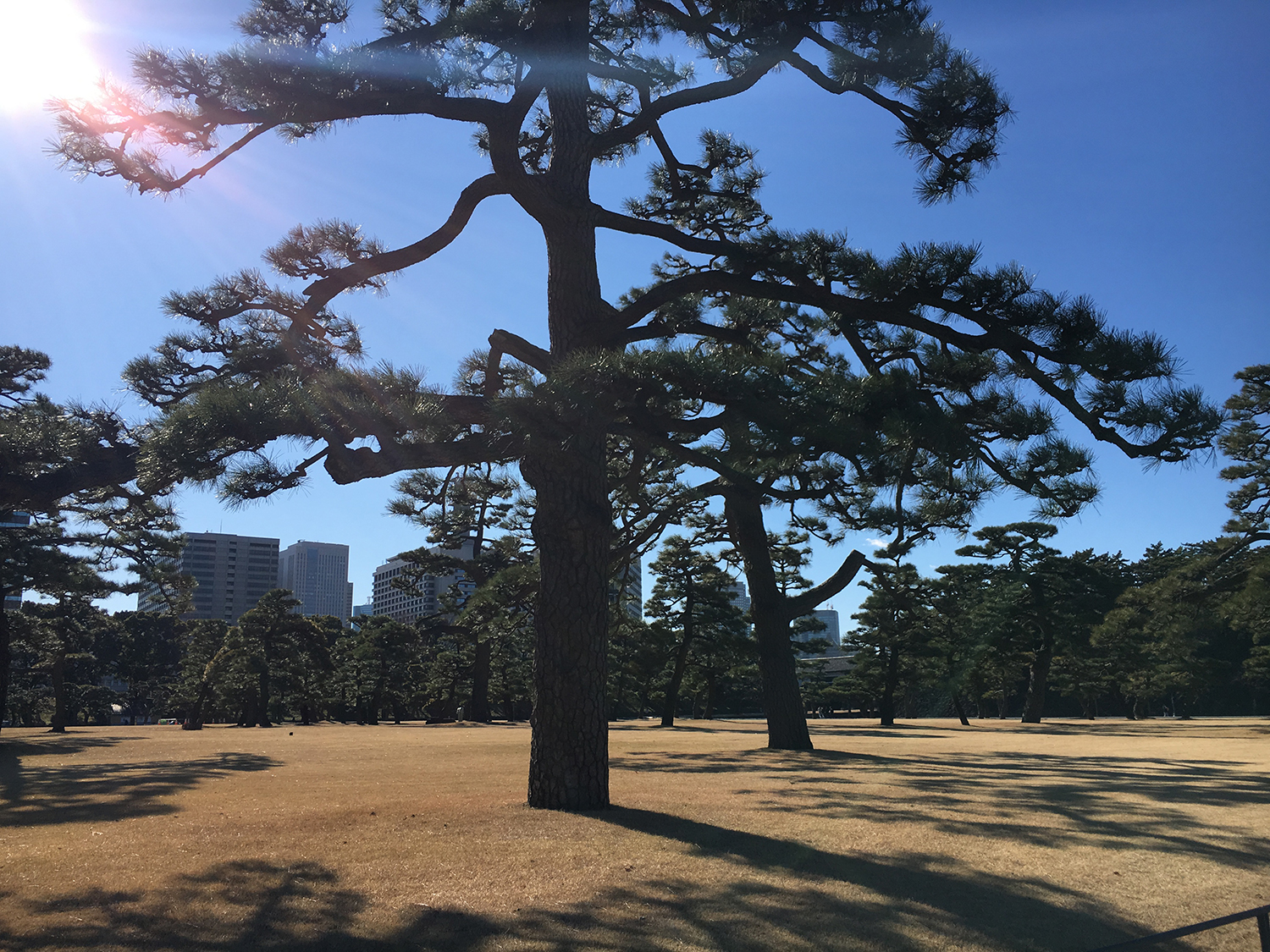 日本博士留学