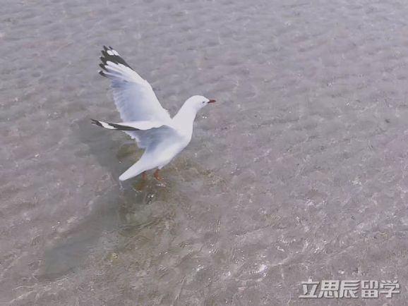 昆士兰科技大学学费