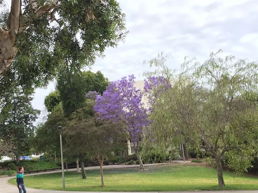 宾夕法尼亚大学雅思成绩