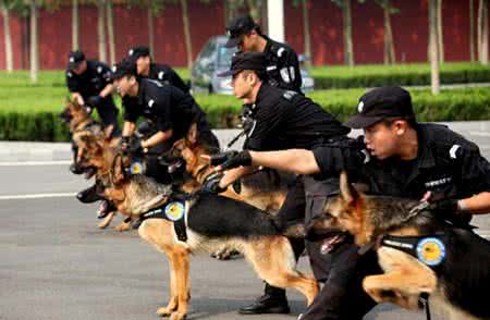 2019-2020警犬技术专业考研方向分析