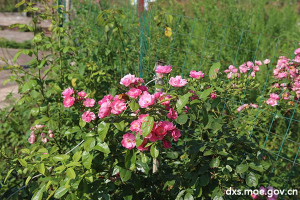 四川学子三下乡：千亩玫瑰，飘香乡村振兴路