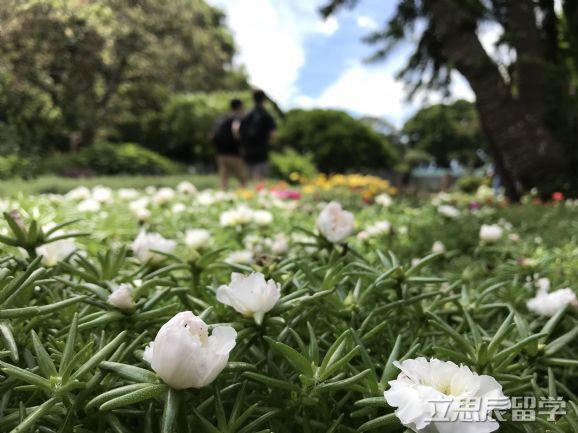 澳洲留学生可以申请这些移民专业