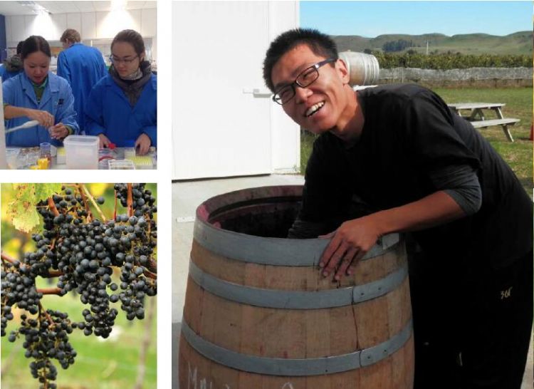 新西兰读葡萄酒专业！东部理工学院葡萄与葡萄酒专业大盘点！