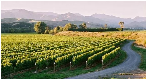 新西兰留学：去新西兰学习葡萄酒相关专业是个明智之选！